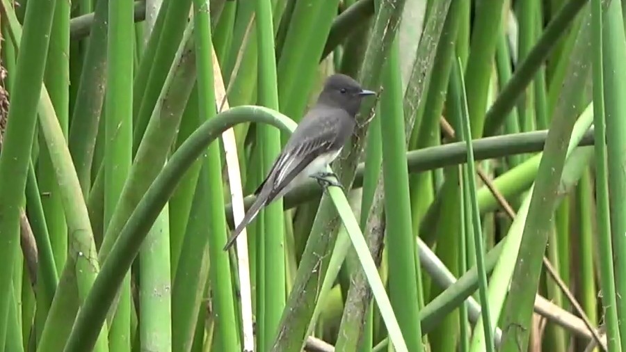 Black Phoebe - ML642106057