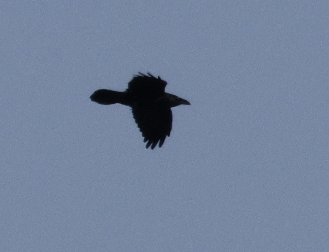 Common Raven - ML642106058