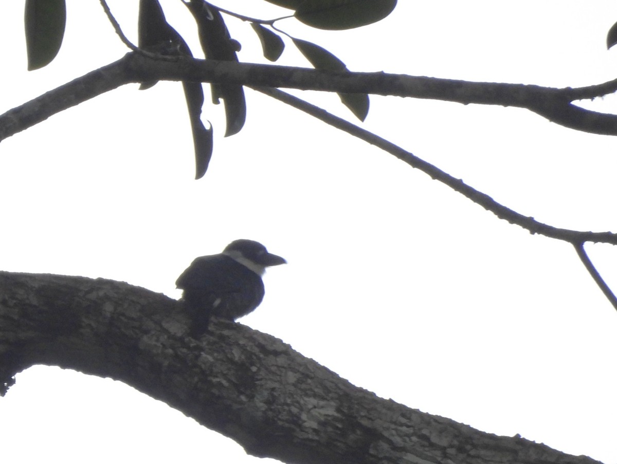 Guianan Puffbird - ML642106059