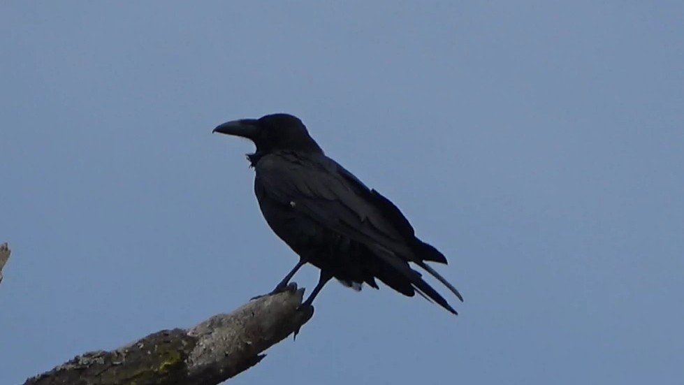 Common Raven - ML642106061