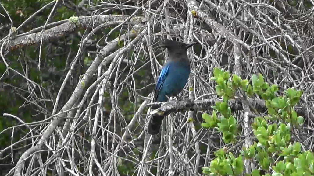 Steller's Jay - ML642106064