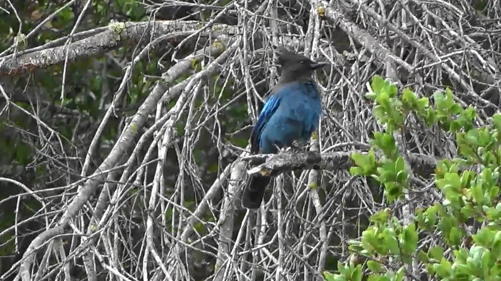Steller's Jay - ML642106065