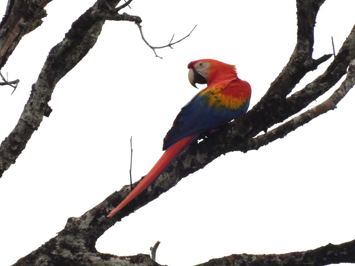 Scarlet Macaw - ML642106068