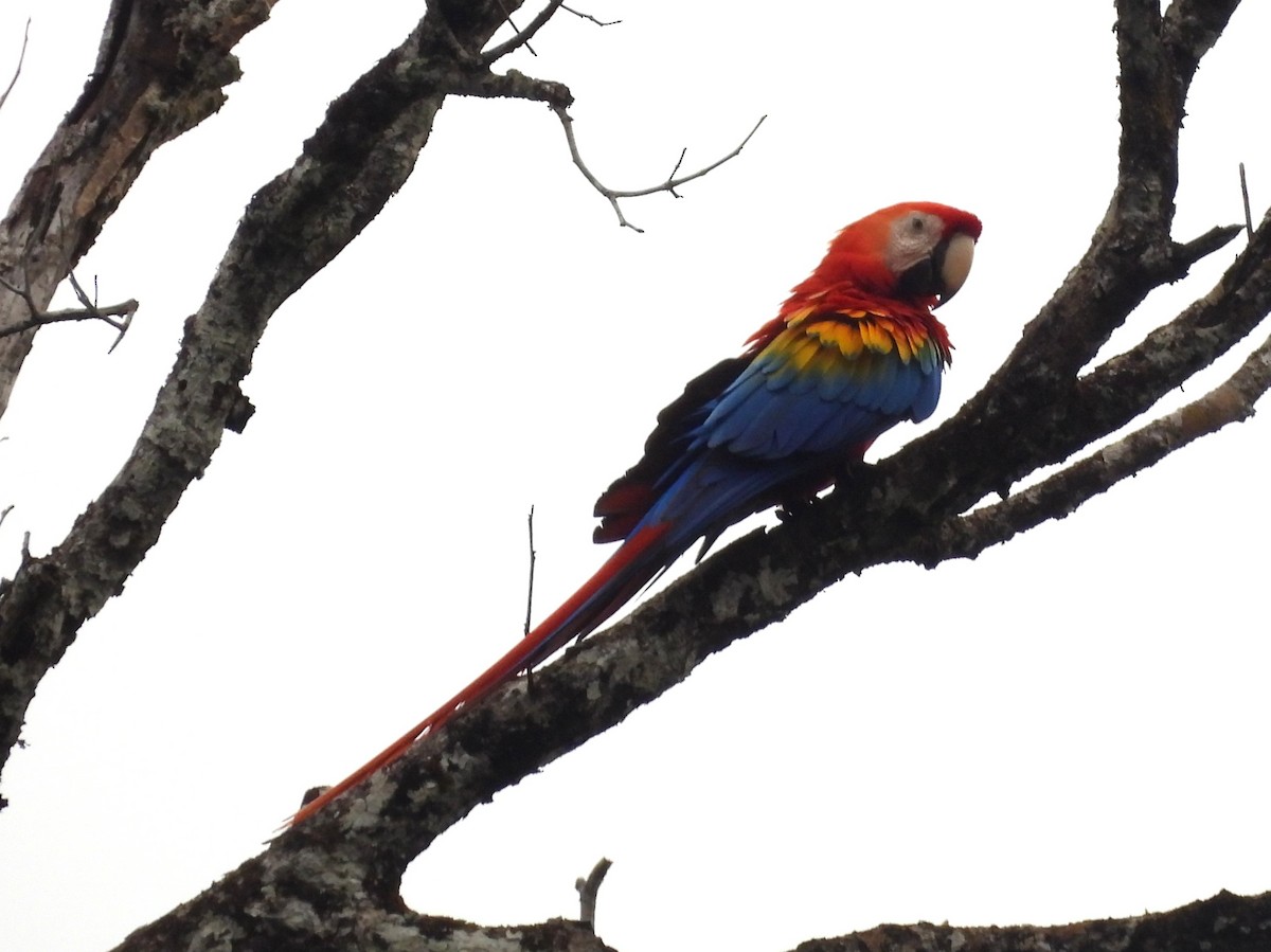 Scarlet Macaw - ML642106071