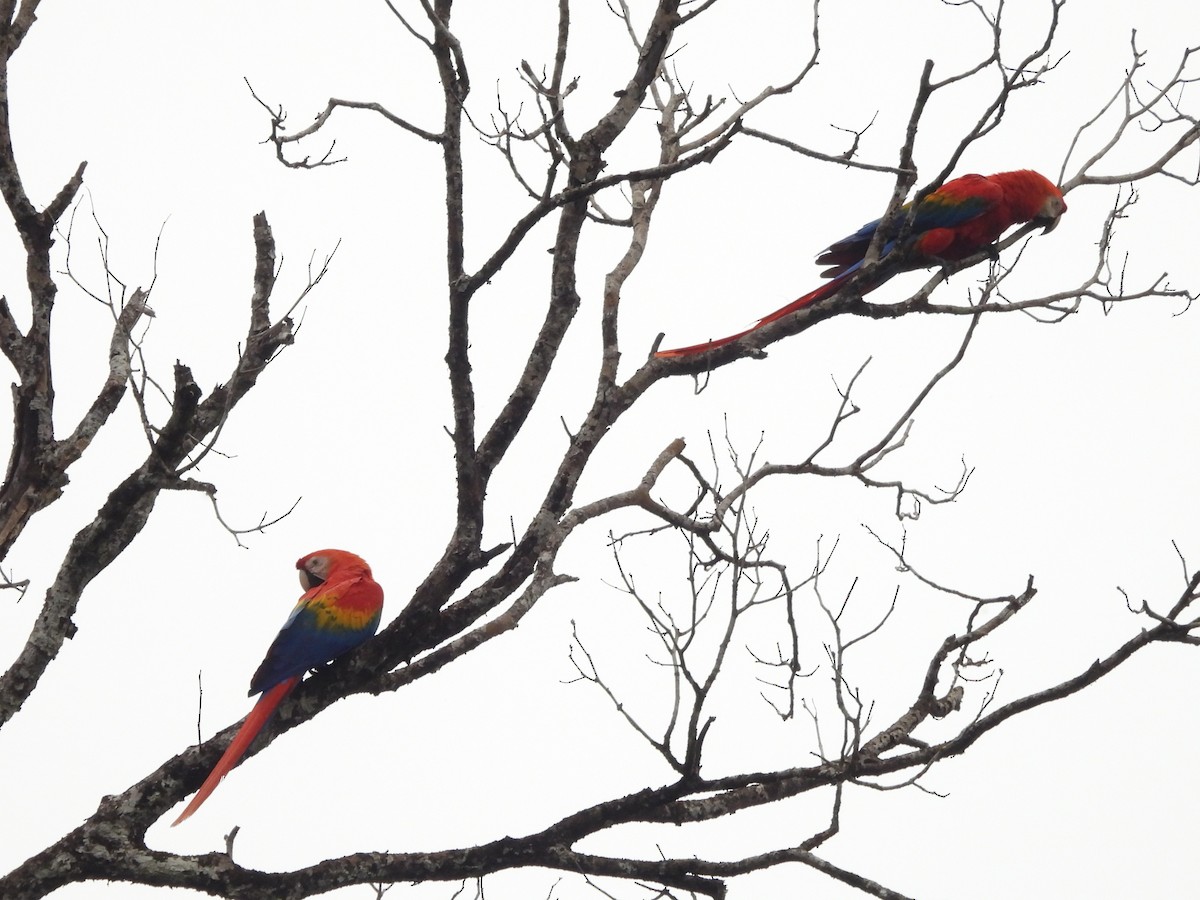 Scarlet Macaw - ML642106073