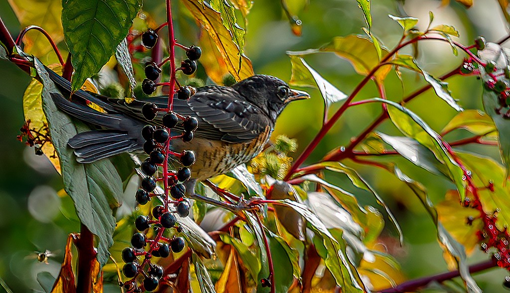 American Robin - ML642106085
