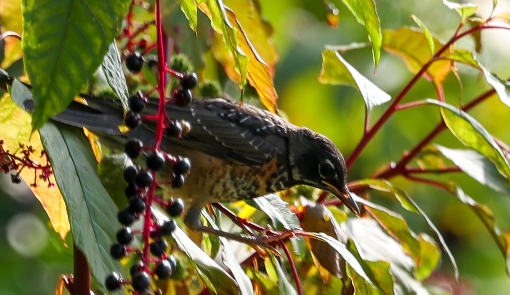 American Robin - ML642106086