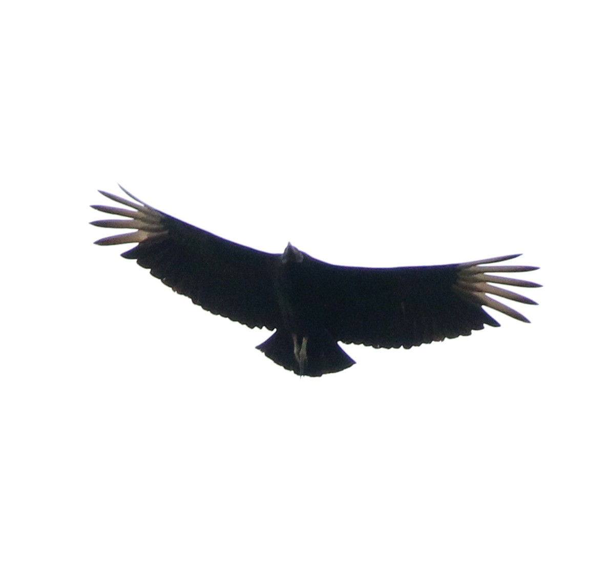 Black Vulture - ML642106127