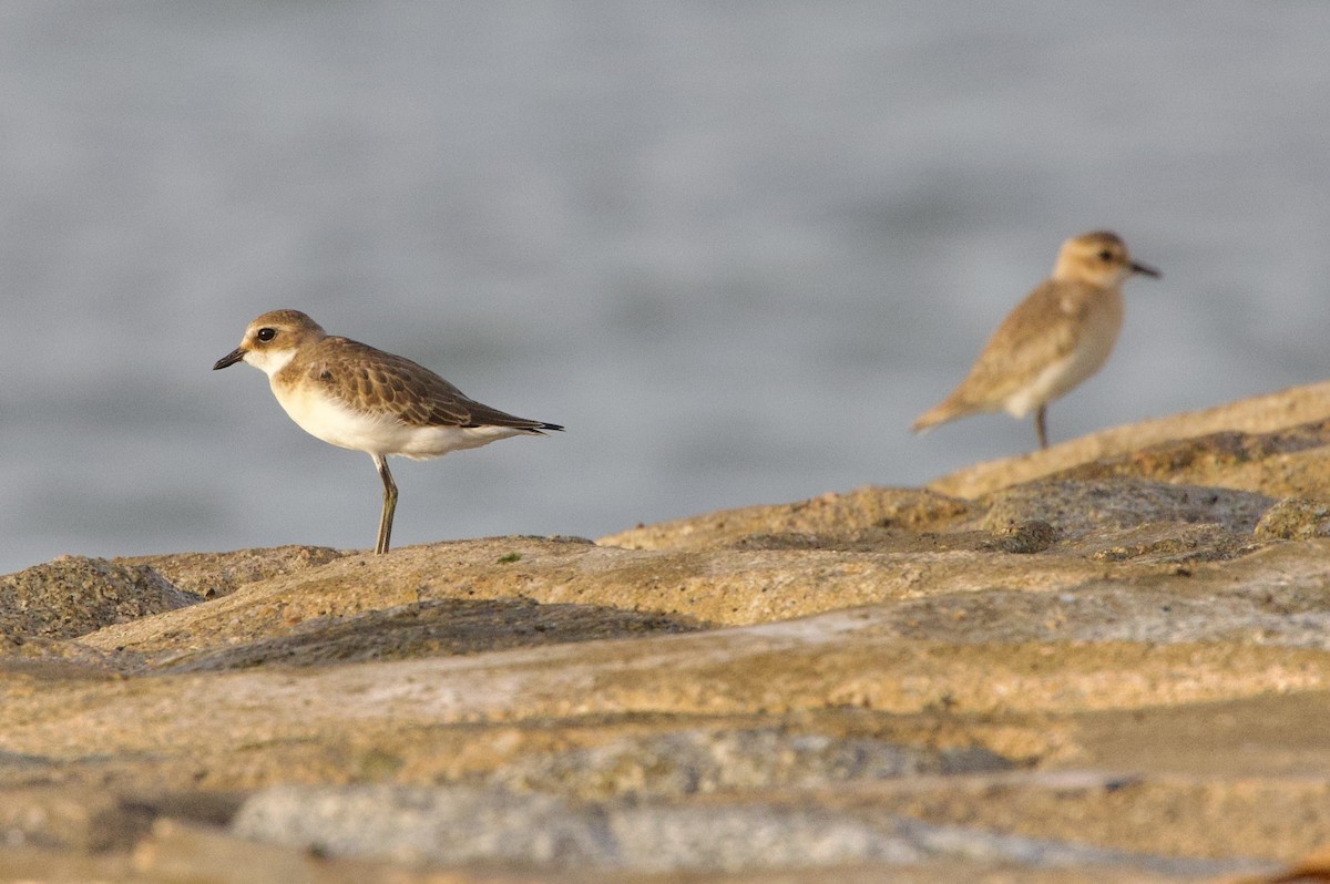 Tibetan Sand-Plover - ML642106129