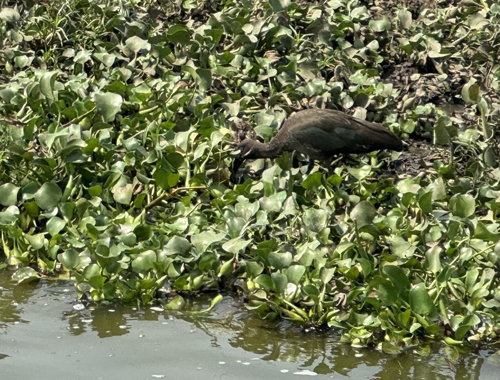 Hadada Ibis - ML642106136