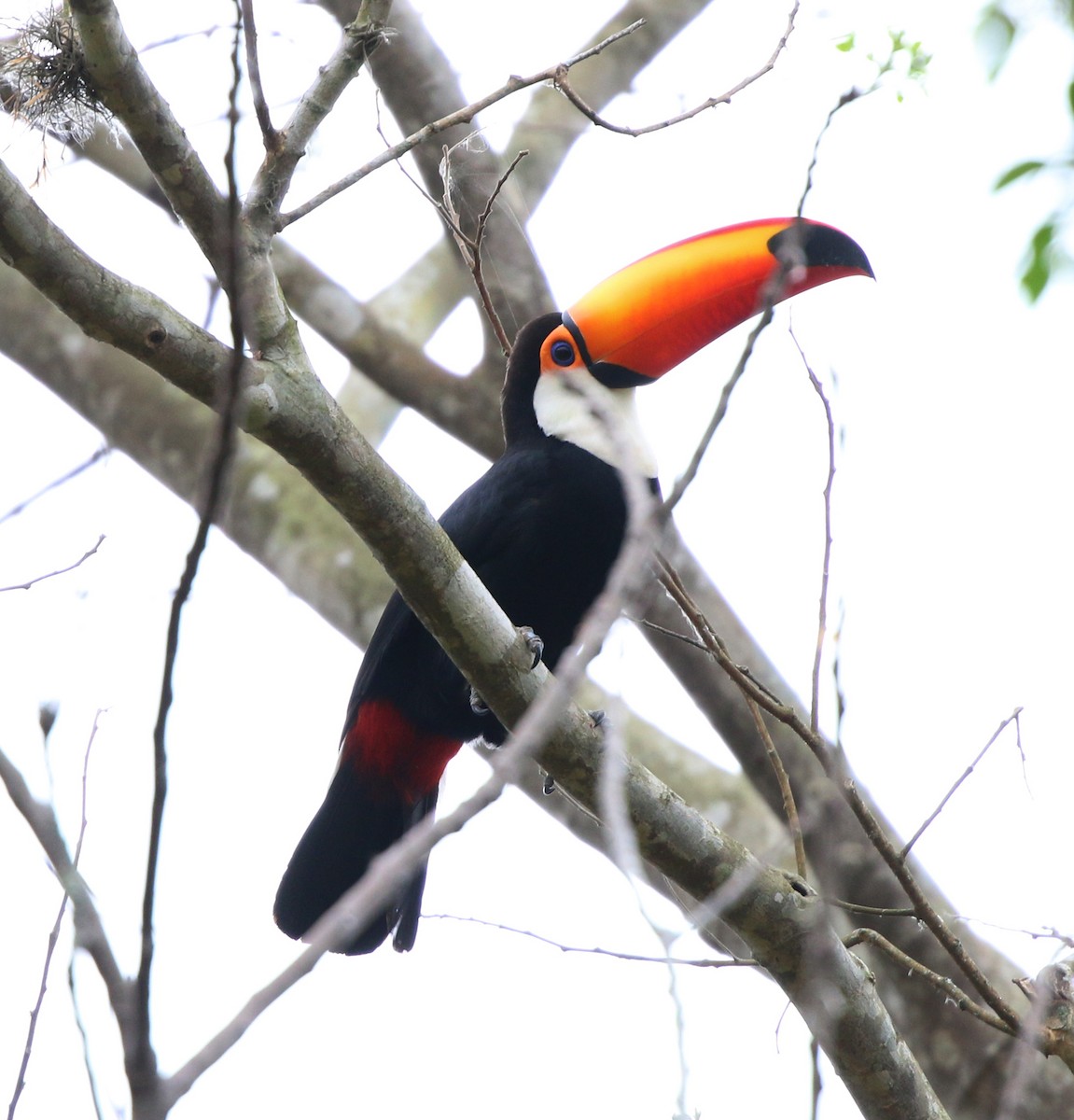 Toco Toucan - ML642106141