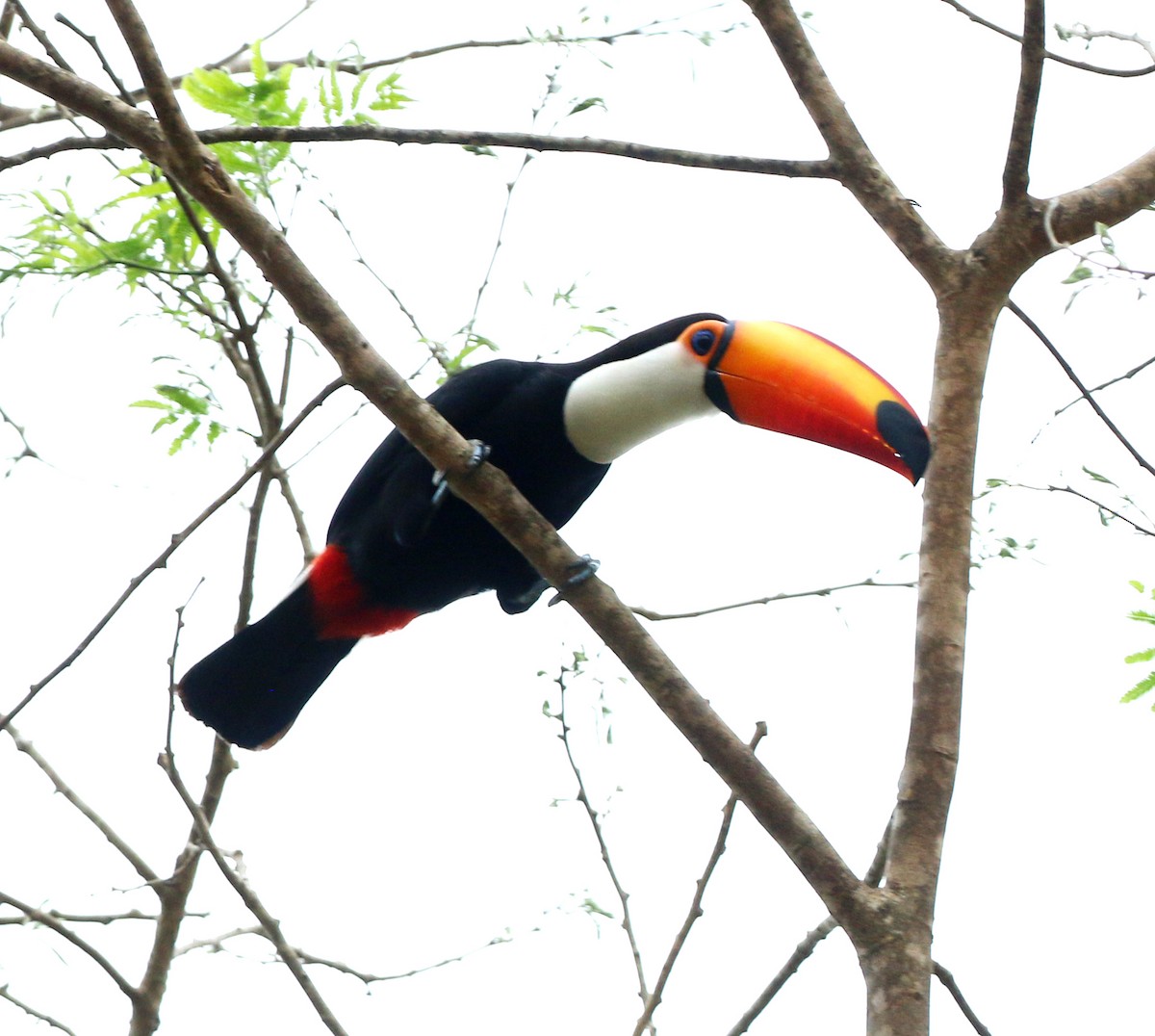 Toco Toucan - ML642106142