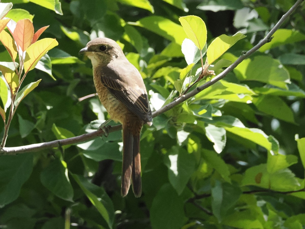Brown Shrike - ML642106178