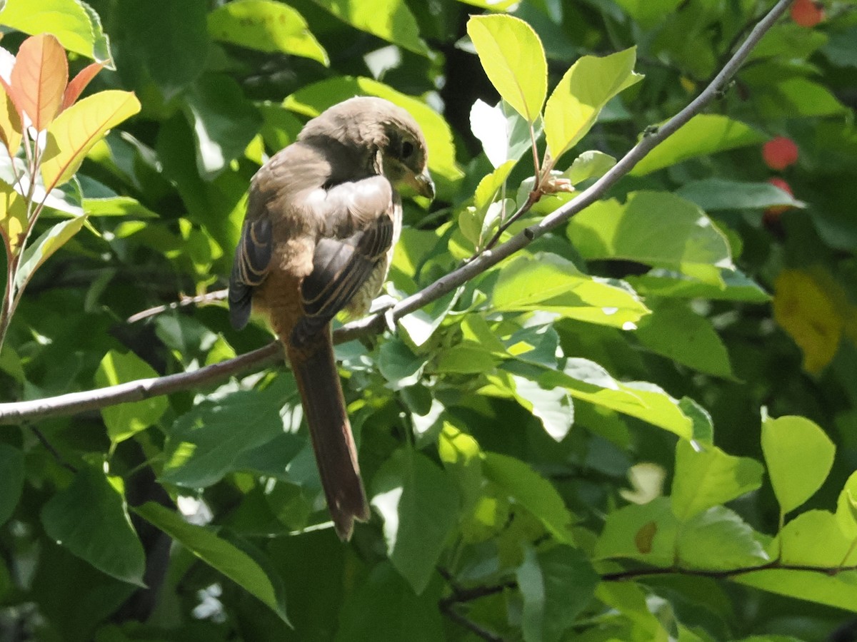 Brown Shrike - ML642106179