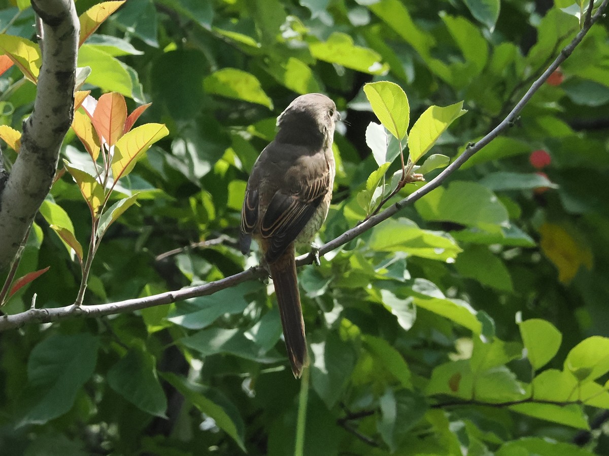 Brown Shrike - ML642106180