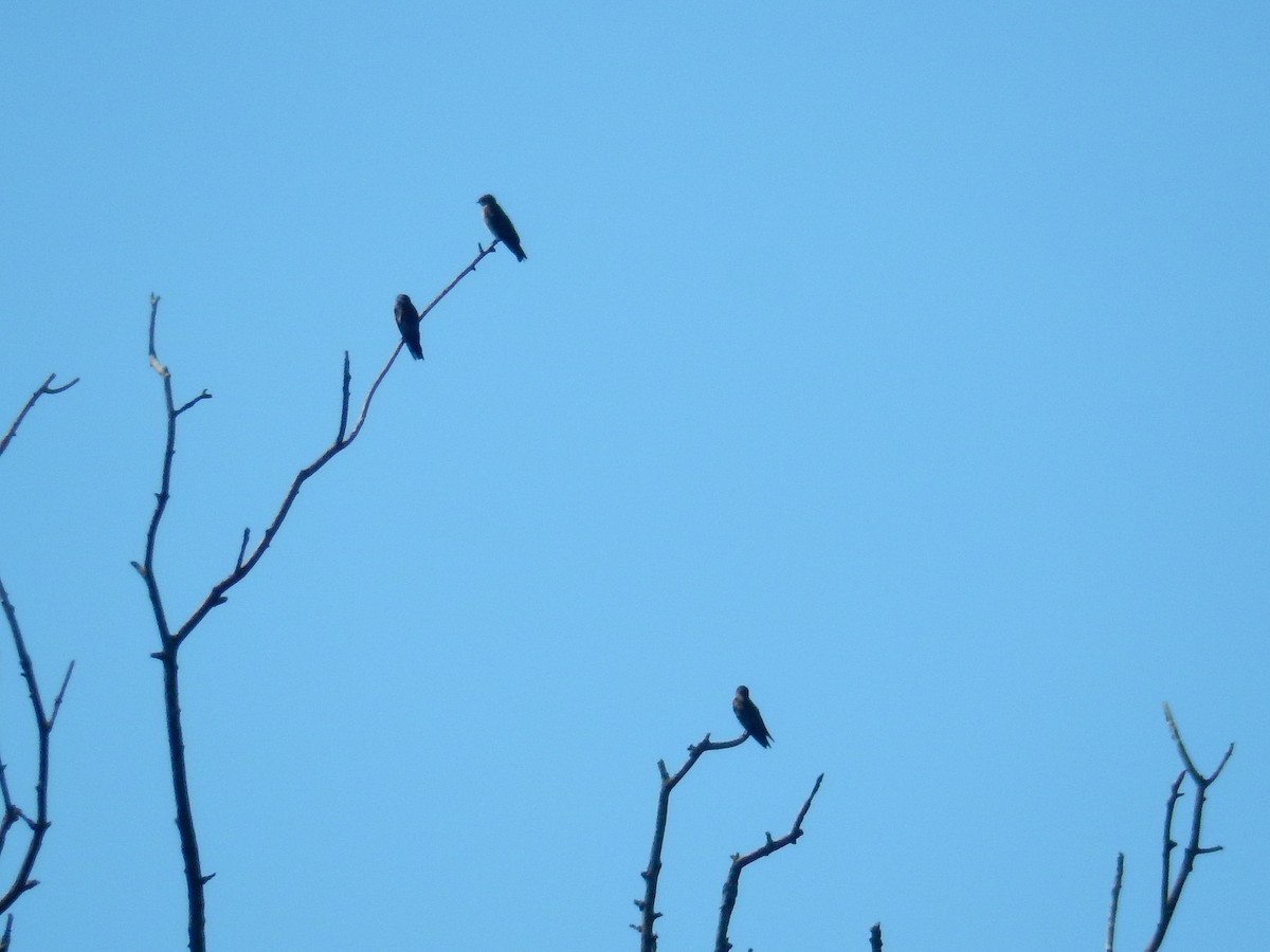 Purple Martin - ML642106182