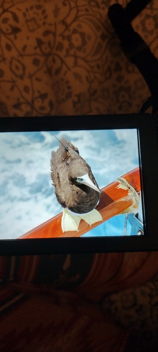 Cocos Booby - ML642106193