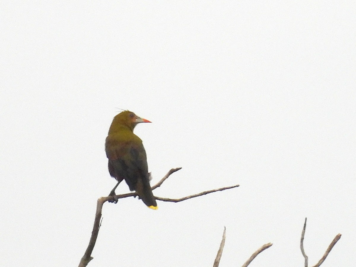 Green Oropendola - ML642106202