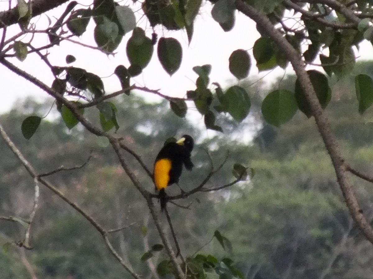 Yellow-rumped Cacique - ML642106206