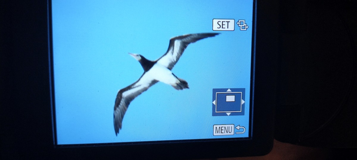 Cocos Booby - ML642106209