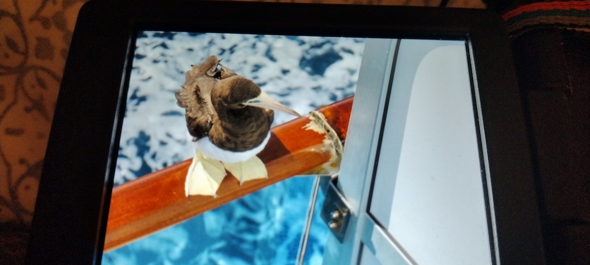 Cocos Booby - ML642106227