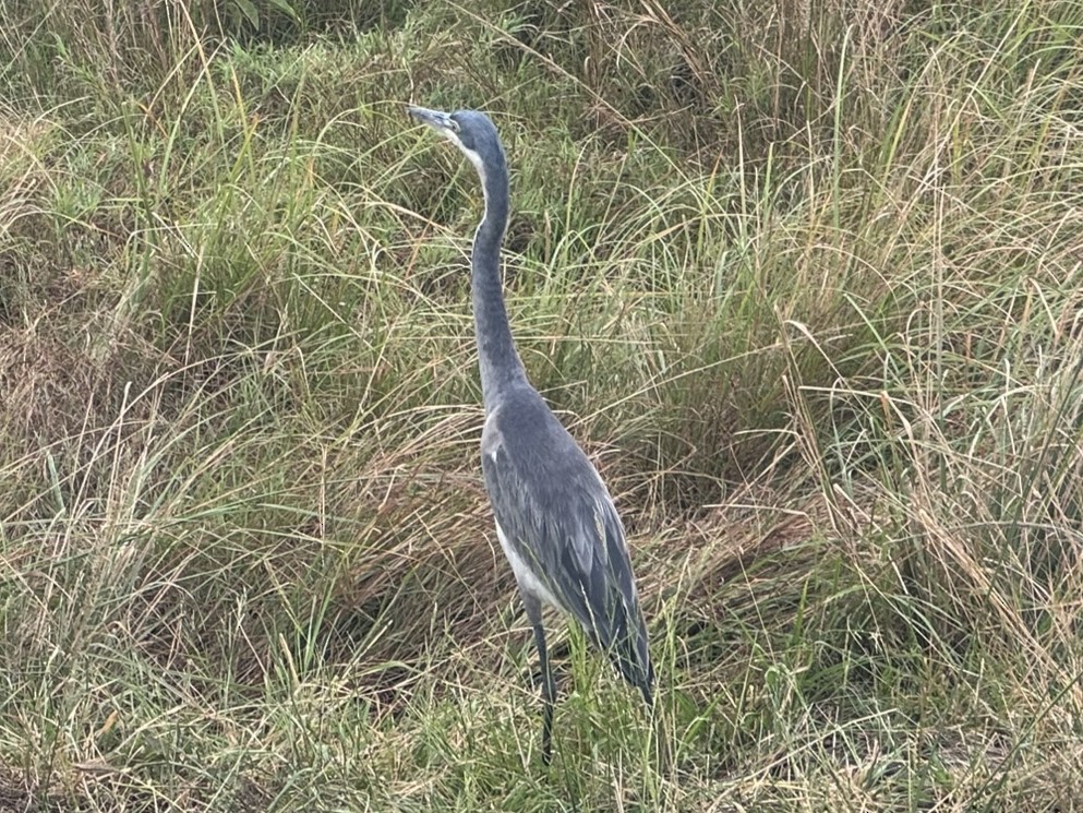 Black-headed Heron - ML642106232