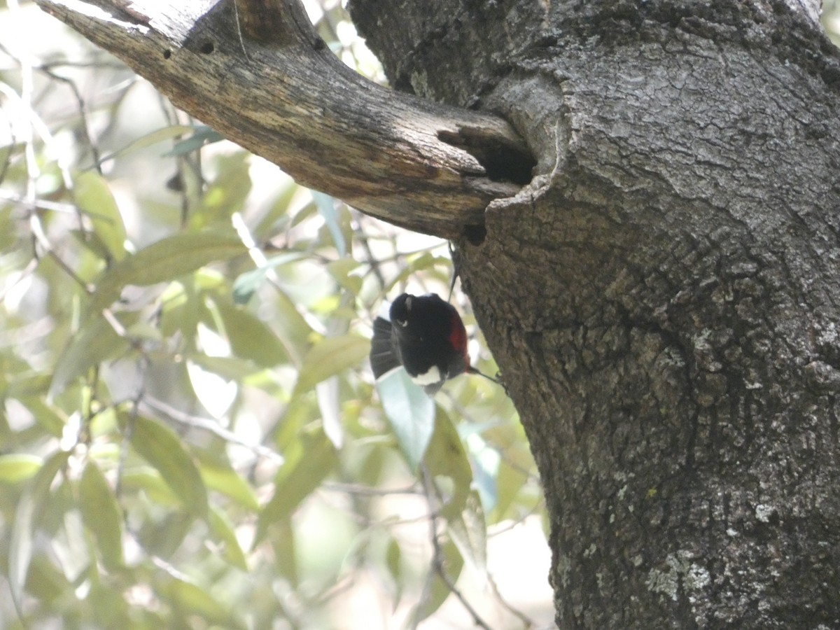 Painted Redstart - ML642106240