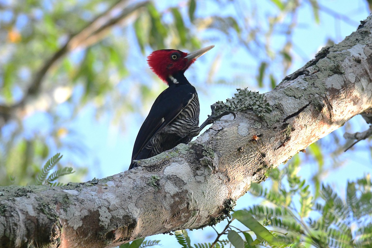 Pale-billed Woodpecker - ML642106251