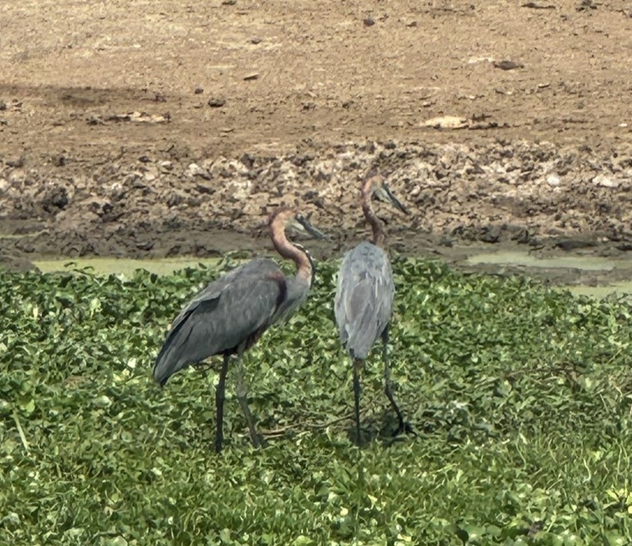 Goliath Heron - ML642106256