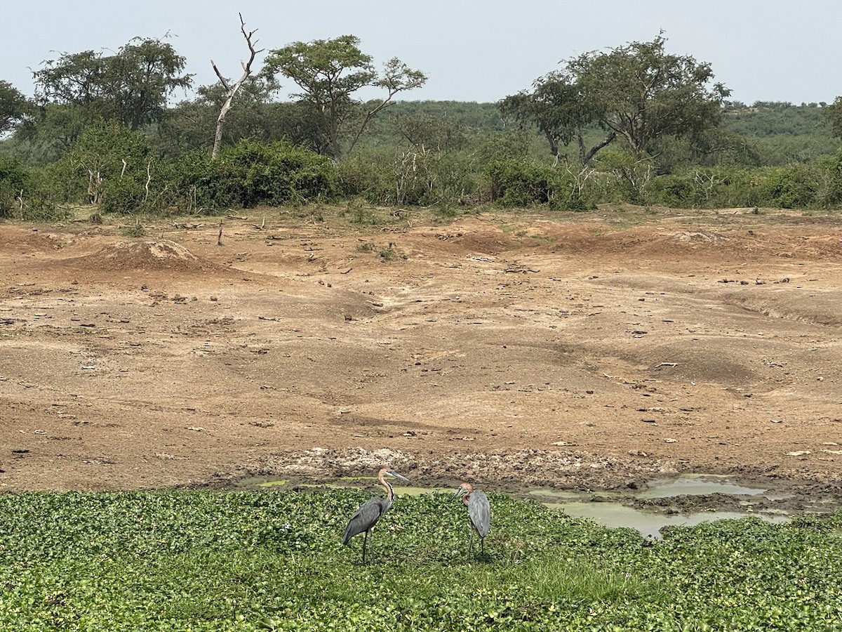 Goliath Heron - ML642106257
