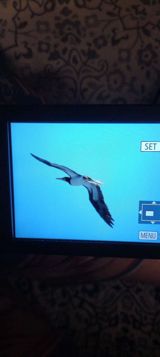 Cocos Booby - ML642106258