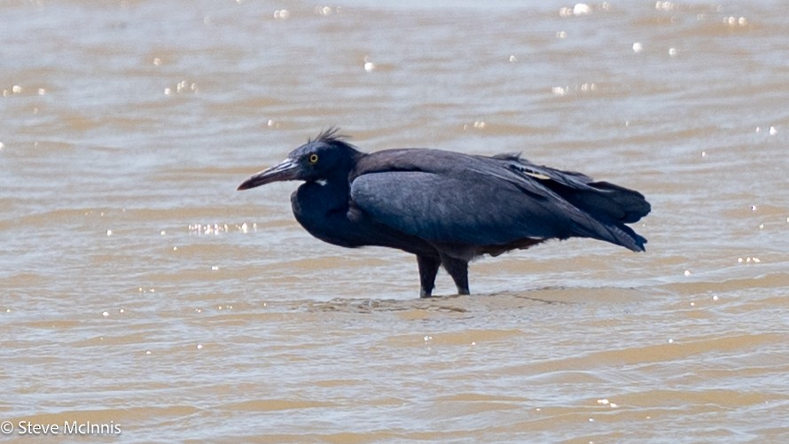 Pacific Reef-Heron - ML642106259