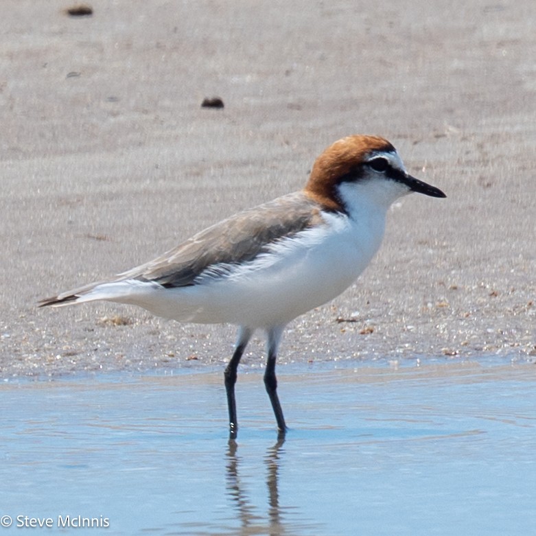 Red-capped Plover - ML642106270