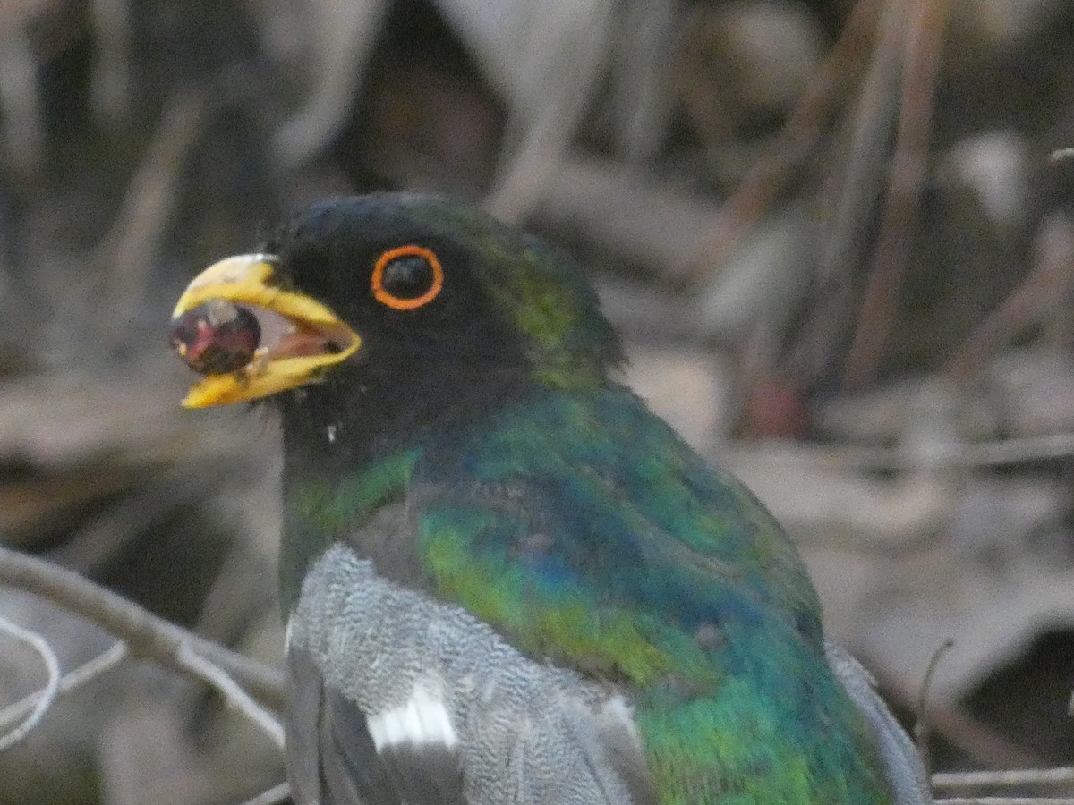 Elegant Trogon - ML642106273