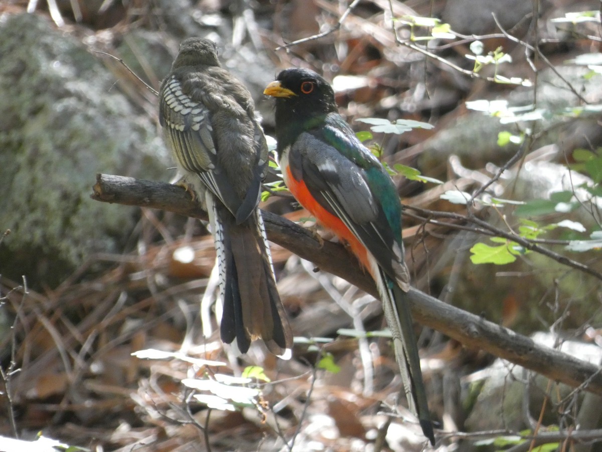 Elegant Trogon - ML642106274