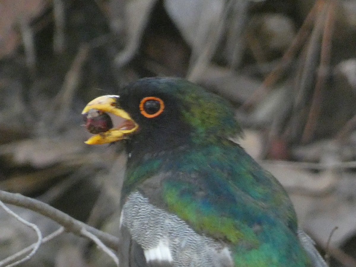 Elegant Trogon - ML642106275