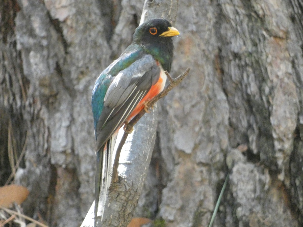 Elegant Trogon - ML642106281