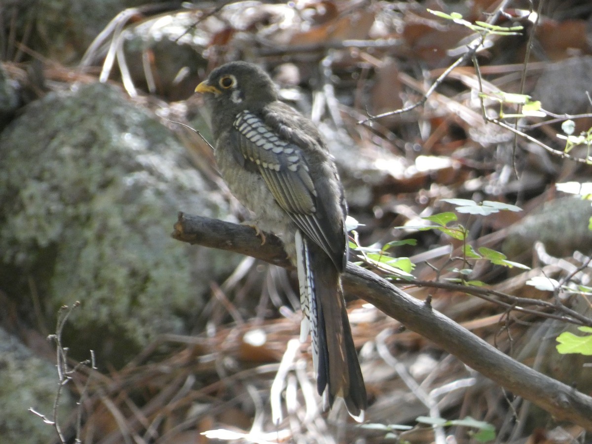 Elegant Trogon - ML642106282