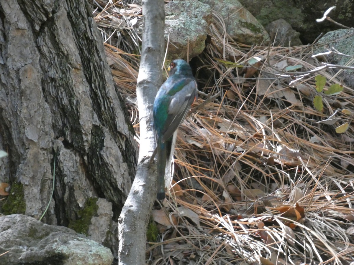 Elegant Trogon - ML642106283