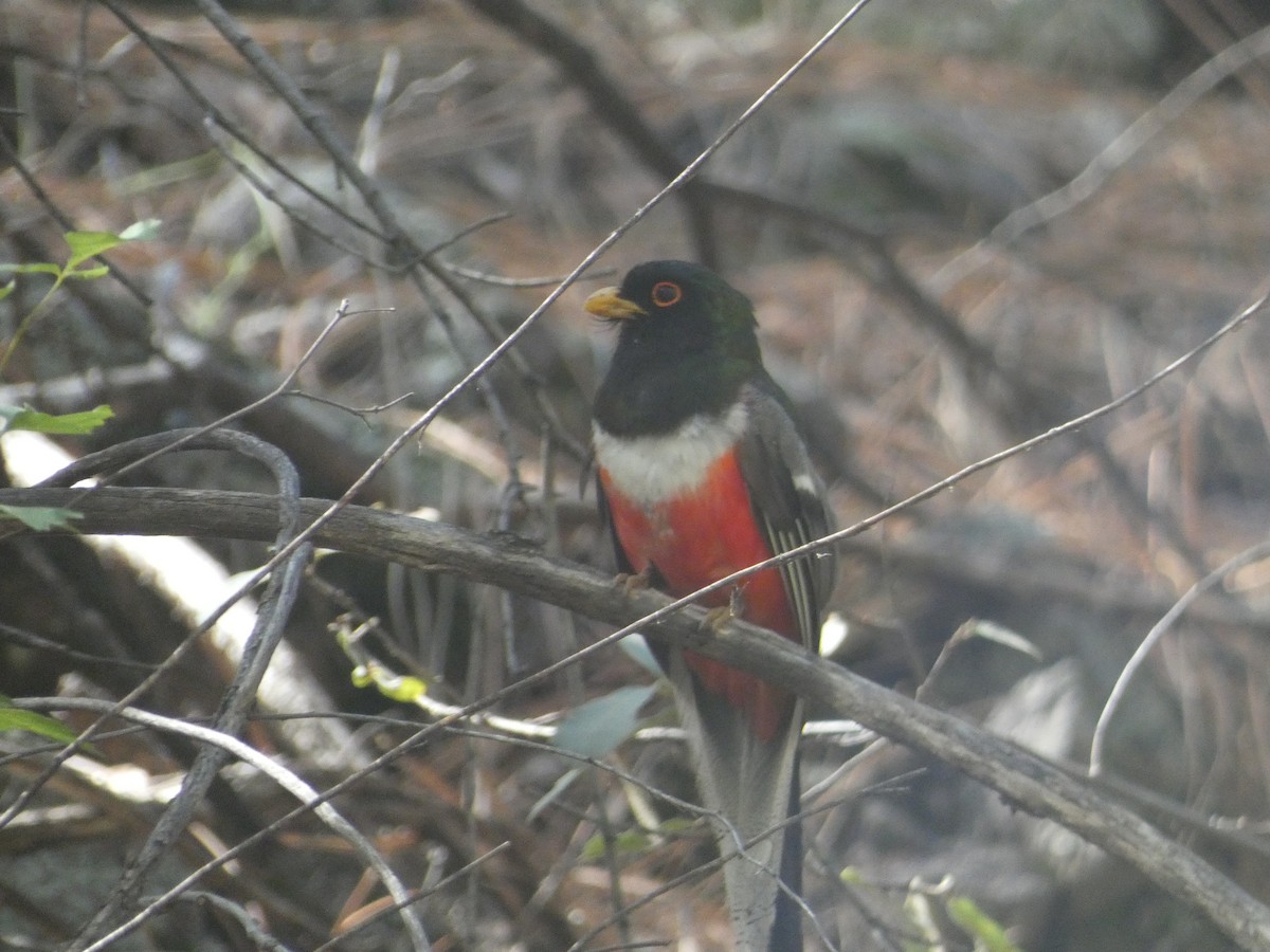 Elegant Trogon - ML642106284