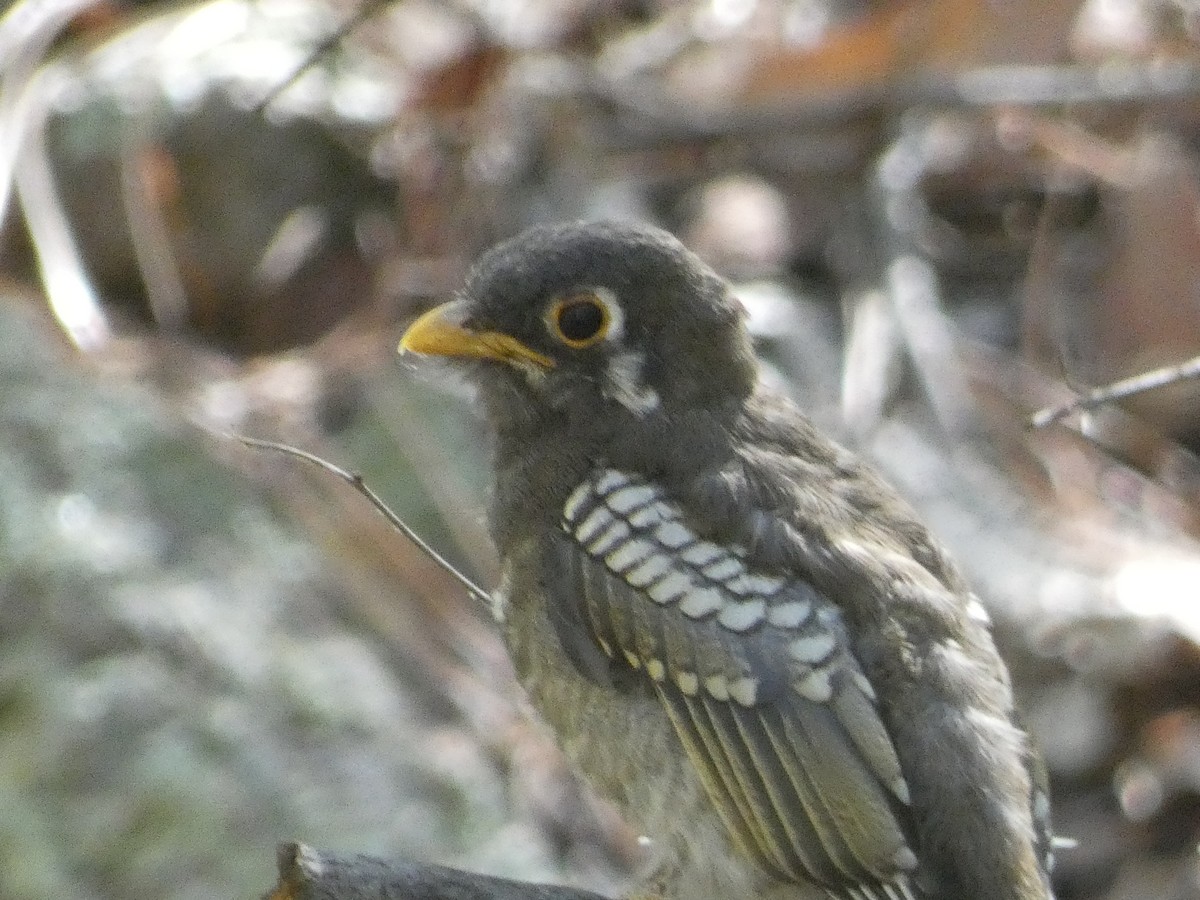 Elegant Trogon - ML642106285