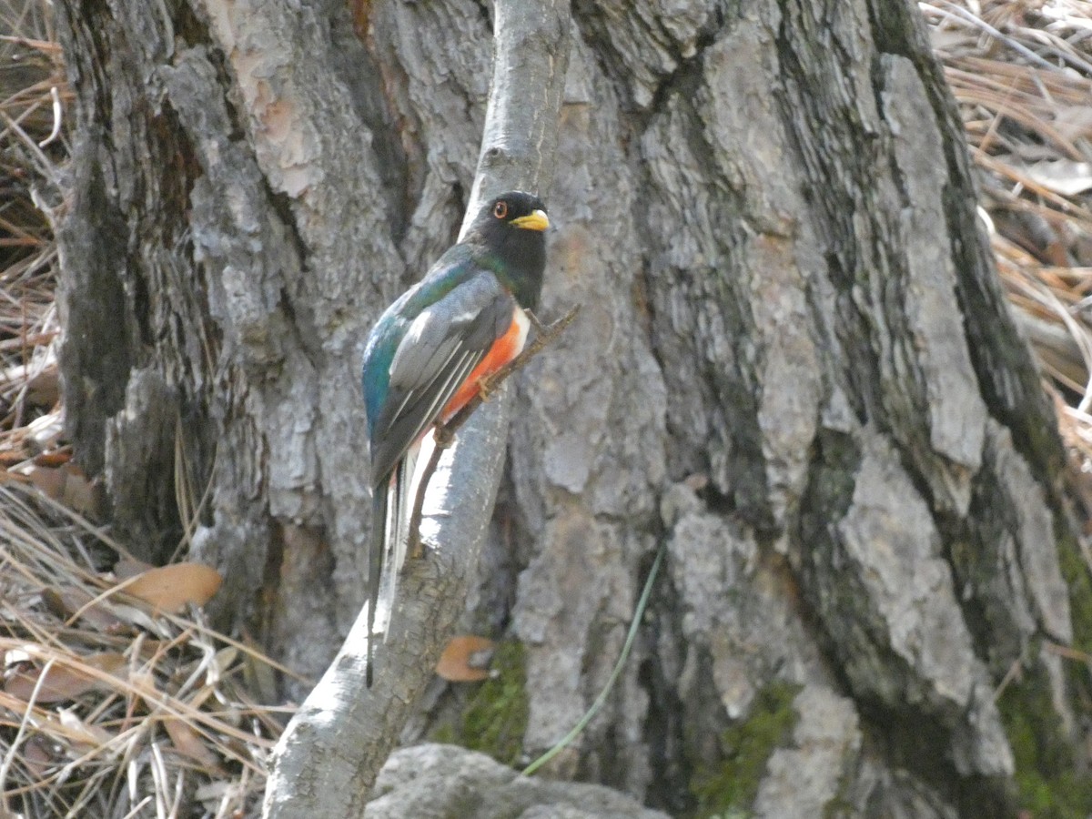 Elegant Trogon - ML642106286