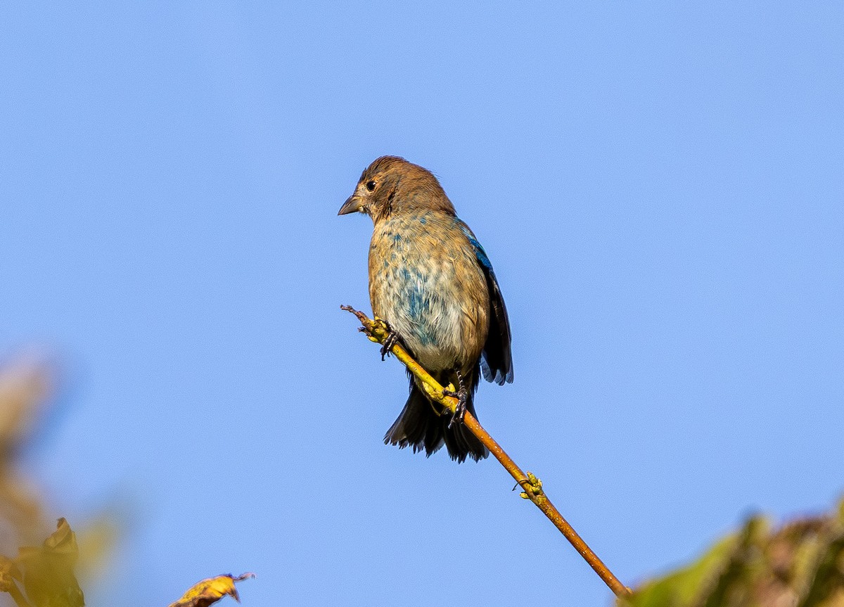 Indigo Bunting - ML642106317