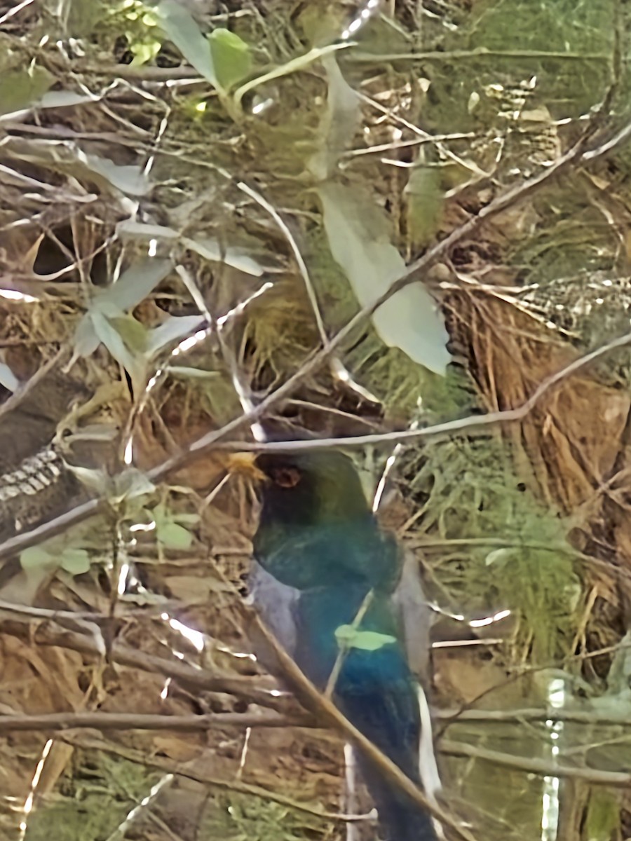 Elegant Trogon - ML642106336