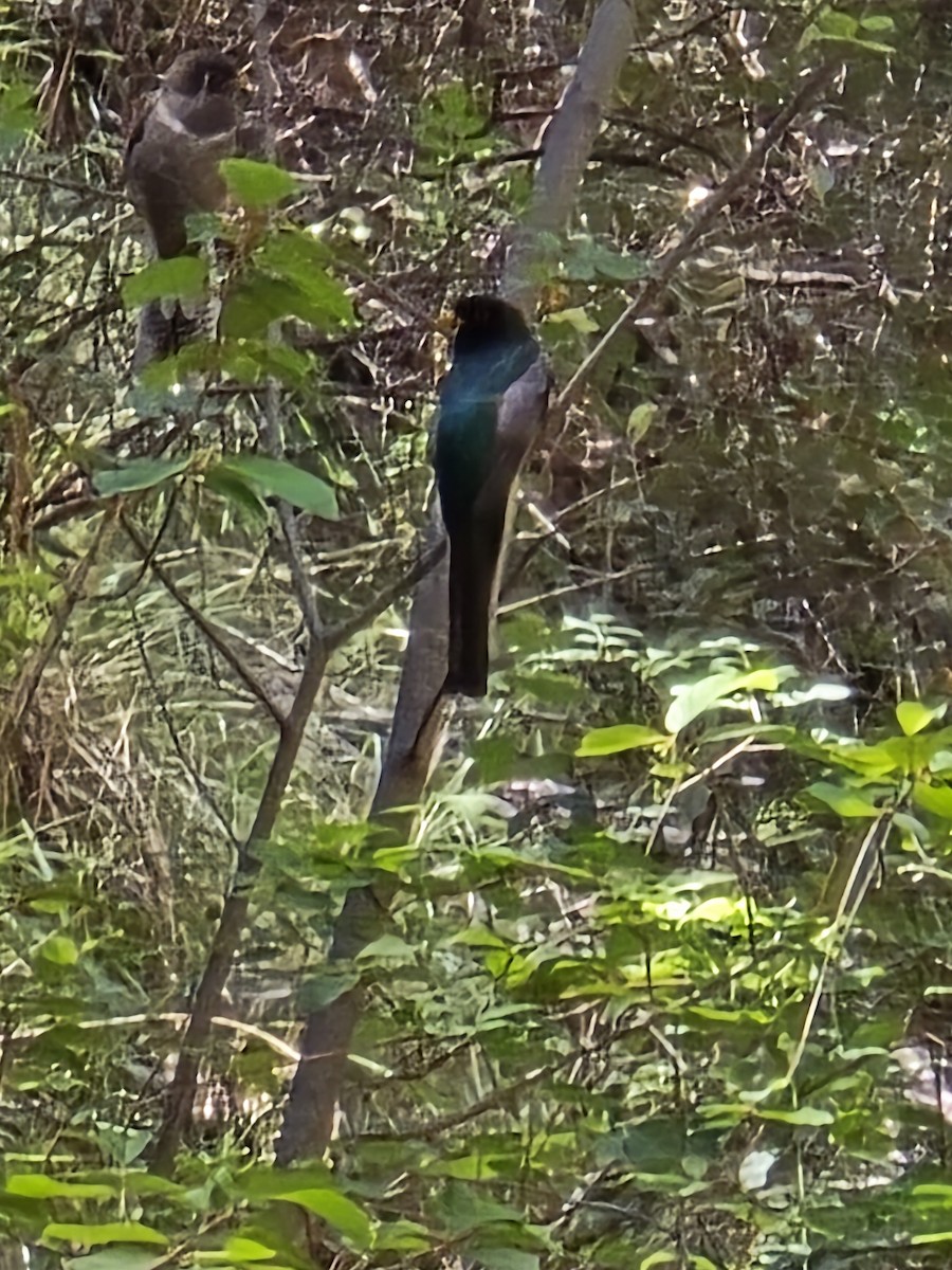 Elegant Trogon - ML642106338