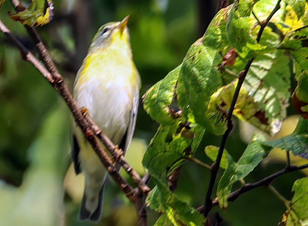 Northern Parula - ML642106346