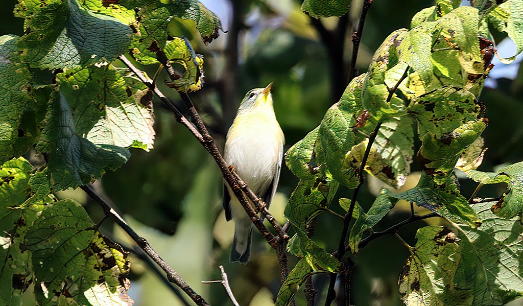Northern Parula - ML642106347