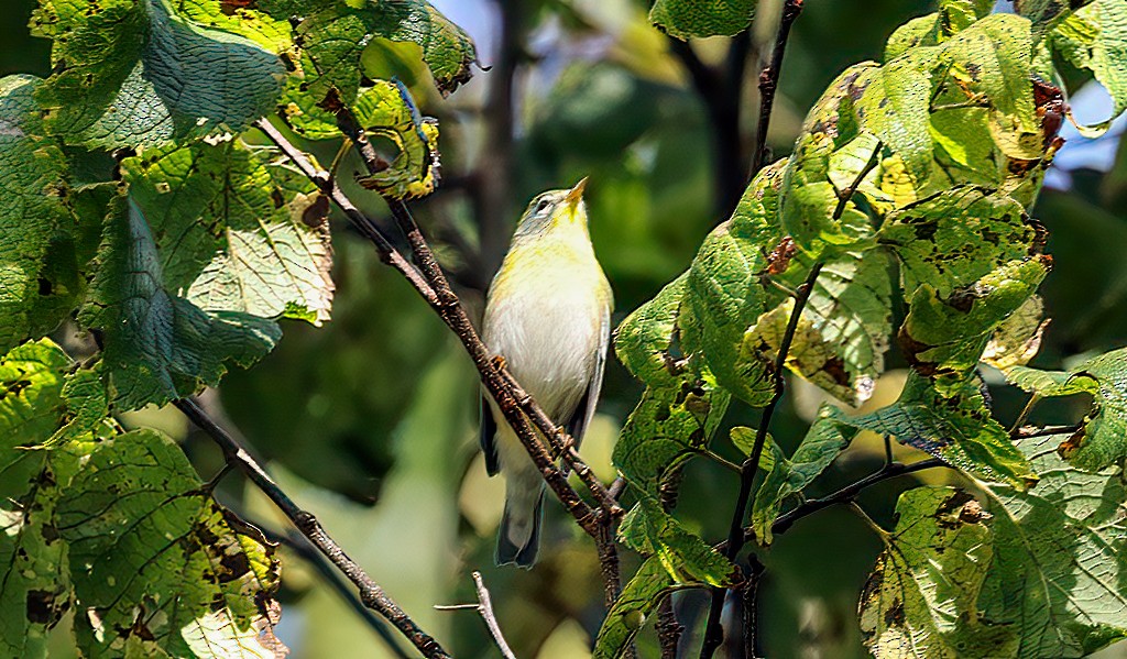 Northern Parula - ML642106348