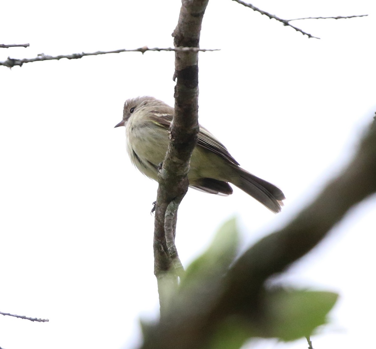 Yellow-bellied Elaenia - ML642106358