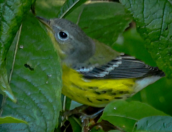 Magnolia Warbler - ML642106369